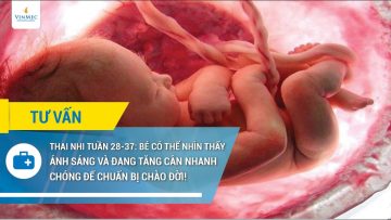 Thai nhi tuần 28-37: Bé có thể nhìn thấy ánh sáng và đang tăng cân nhanh chóng để chuẩn bị chào đời!