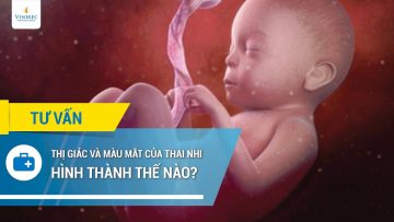 Thị giác và màu mắt của thai nhi hình thành thế nào?