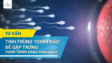 Tinh trùng chiến đấu để gặp trứng: Hành trình đáng kinh ngạc