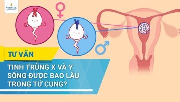 Tinh trùng X và Y sống được bao lâu trong tử cung?