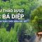 Trắc bá diệp: Loại thảo dược quý với công dụng chữa bệnh đặc biệt | VTC Now