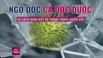 Vì sao cà độc dược lại được ví là món ăn độc mang “hơi thở của quỷ”? | VTC Now