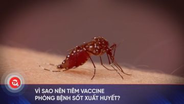 Vì sao nên tiêm vaccine phòng bệnh sốt xuất huyết? | Truyền hình Quốc hội Việt Nam