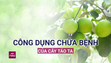 Vựa dược liệu “vàng” từ cây táo ta: Vừa ngon, bổ, rẻ, vừa trị bệnh tốt hơn táo tàu, táo đỏ | VTC Now