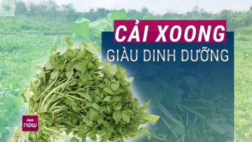 Vứt bỏ cải xoong, 99% do bạn chưa biết công dụng chữa bệnh tuyệt vời của loại rau này | VTC Now