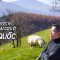 YDL #215: Trang trại cừu ít người biết ở Hàn Quốc – Daegwallyeong Sheep Ranch | Yêu Máy Bay