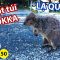 YDL #50 | PERTH #3: Chuột túi quokka trên đảo Rottnest | Yêu Máy Bay